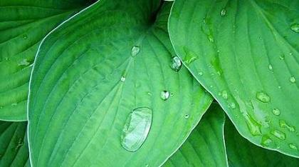 Panasonic supera la eficacia de las plantas con fotosíntesis artificial