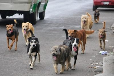 Vietnam sacrifica a cinco millones de perros anuales para comérselos