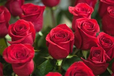 Los chinos regalarán rosas de Ecuador en San Valentín