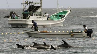 Comienza en Japón una nueva temporada de la controvertida pesca de delfines
