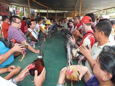 Cientos de galleros se reúnen en Charapotó