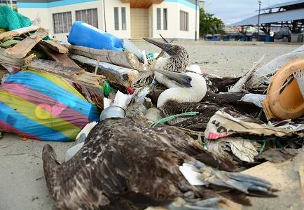 Al menos 10 aves patas azules fueron halladas muertas en playa de Manta