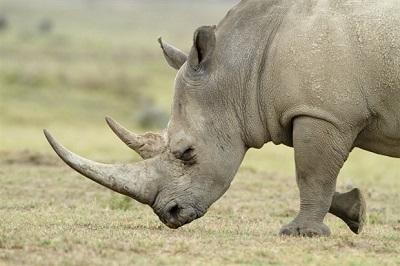 WWF hace campaña para reducir la demanda de cuerno de rinoceronte en Vietnam