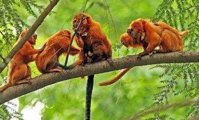 Una reserva evita en Brasil la extinción del 'mono de los veinte reales'