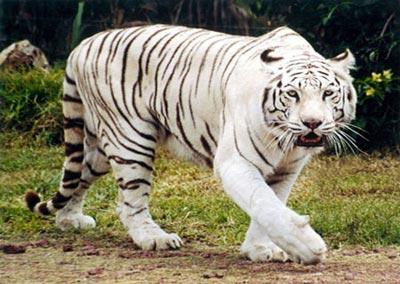Un tigre blanco mata a un joven en un zoológico de la India
