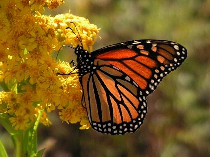 México presenta plan de acción para proteger a las mariposas