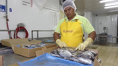 Asia compra los peces “chicos”
