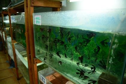 La venta de peces de acuario se populariza en Manta