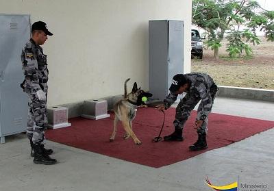Entrenan canes para detectar explosivos