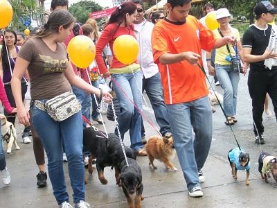 Camina por los animales en Santo Domingo