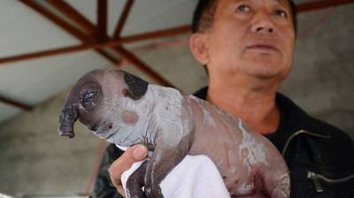 Nace un cerdo con trompa de elefante en China