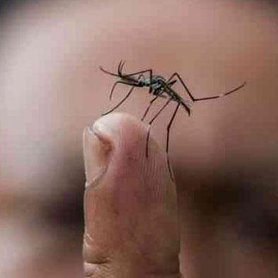 Suman 21 casos de  chikungunya en el 2014