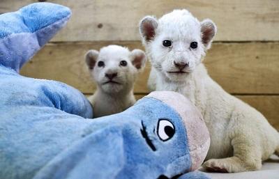 Nacen tres leones blancos en un zoológico de Serbia