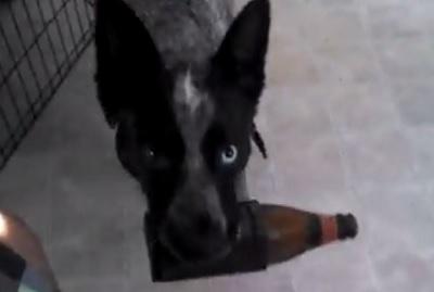 Perro saca una cerveza del refrigerador para llevársela a su dueño (Video)