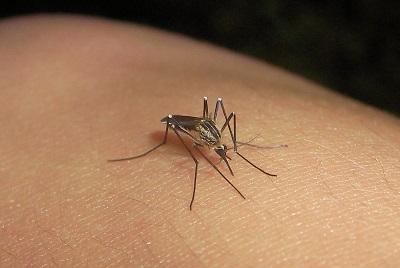 Reportan 17 casos de dengue en la parroquia Eloy Alfaro