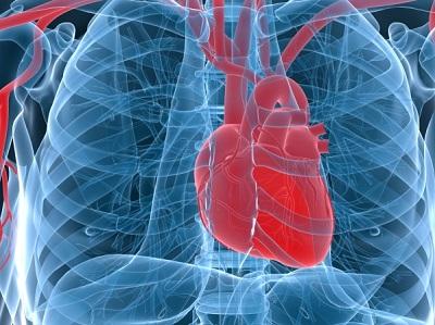 Hallan un nuevo gen responsable de alteraciones cardíacas y muerte súbita