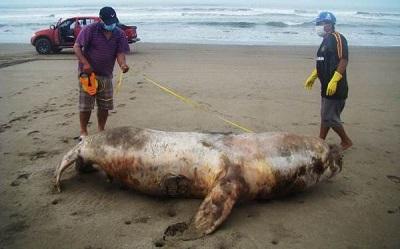 Investigan la muerte de 187 lobos marinos y 50 pelícanos en Perú