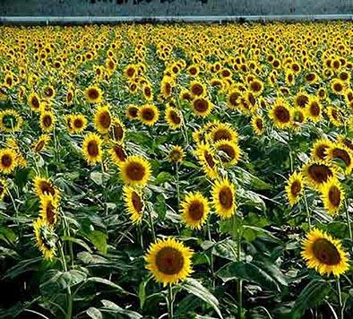 Le apuestan al girasol | El Diario Ecuador