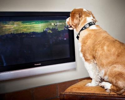 Estrenan DogTv, un canal de televisión dirigido a los perros