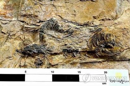 Hallan en Corea del Sur el fósil completo de un pequeño dinosaurio