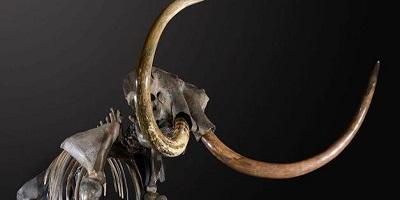 Venden un esqueleto de mamut lanudo por 297 mil  dólares