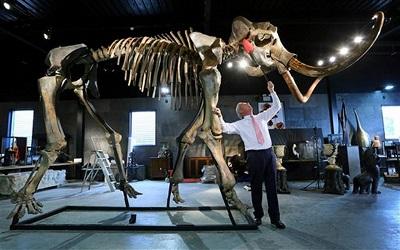 Subastan esqueleto de mamut gigante