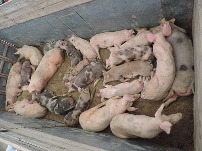 Encuentran abandonado un camión con 21 cerdos