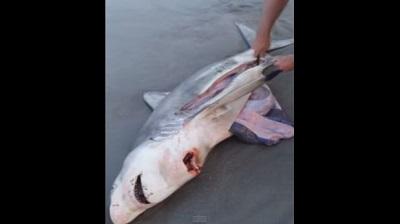 Rescatan a tres crías de tiburón realizando una 'cesárea' (Video)