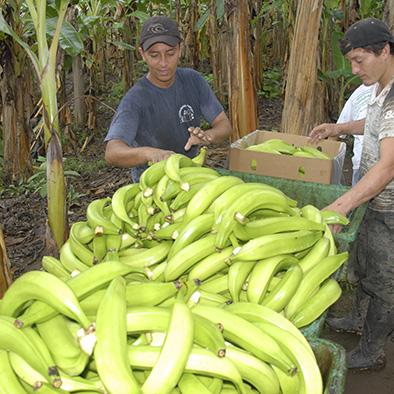 Precio del banano  en manos de ministro