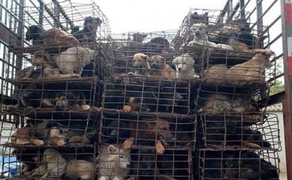 Matan a miles de perros para confeccionar zapatos y guantes en China, según PETA
