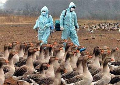 Confirman segundo brote de gripe aviar
