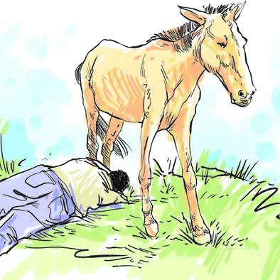 agricultor cae de una mula y fallece