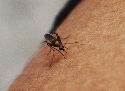 Tras el primer caso de chikungunya, no han detectado más contagiados