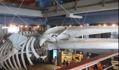 Una gran ballena dominará la entrada del Museo de Historia Natural de Londres