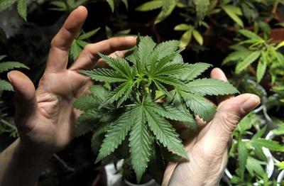 Uruguay cuenta con unos 1.300 cultivadores domésticos de marihuana