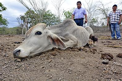 Pésimo invierno mata vacas y afecta cultivos
