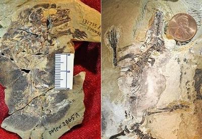 Descubren fósiles de dos mamíferos que vivieron hace 160 millones de años