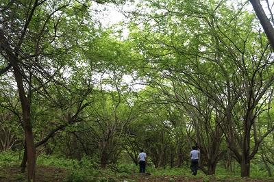 Un bosque de más de 5 hectáreas se esconde en medio de la ciudad