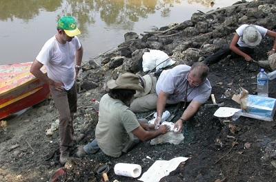 Hallan fósiles de siete especies de cocodrilos de 13 millones de años en Perú