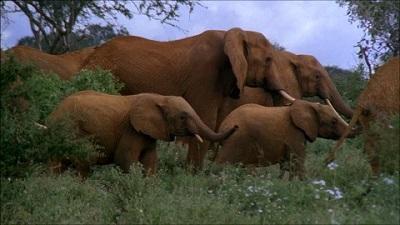 Hombre muere aplastado por una manada de elefantes en Kenia