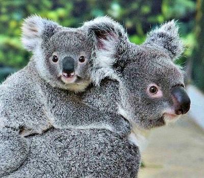 Australia sacrifica a 700 koalas por 'problemas de superpoblación'