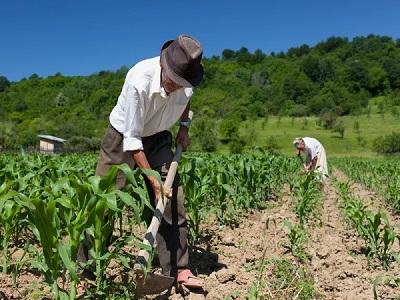 FAO pide 697 millones de dólares de ayuda agrícola para 31 países en crisis