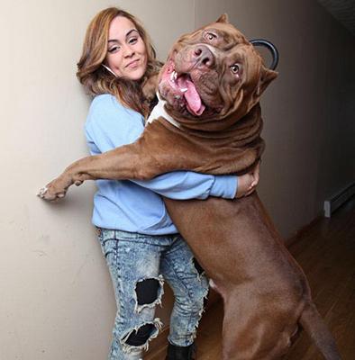 Hulk es el perro pitbull más grande del mundo