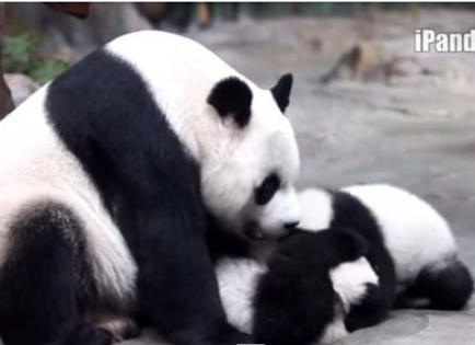 Trío de pandas pelea por el amor de su mamá
