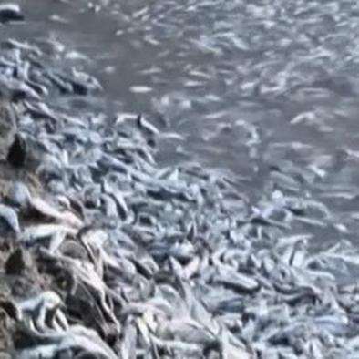 Alerta por aparición de peces muertos
