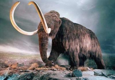 Los mamuts se extinguieron por problemas metabólicos, según científicos