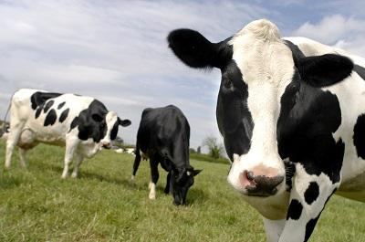 Vacas serán censadas con foto tras ley contra carne bovina
