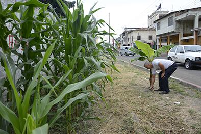 Vecinos sembraron maíz  y plátano donde piden que les construyan vereda