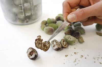 Francia detectó la bacteria del olivo en plantas importadas ya destruidas