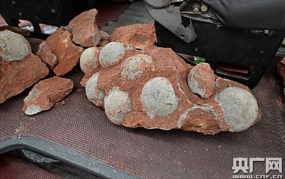 Descubren 43 huevos de dinosaurio fosilizados en el sur de China